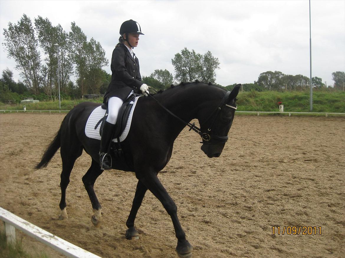 Dansk Varmblod San Diego V. billede 11