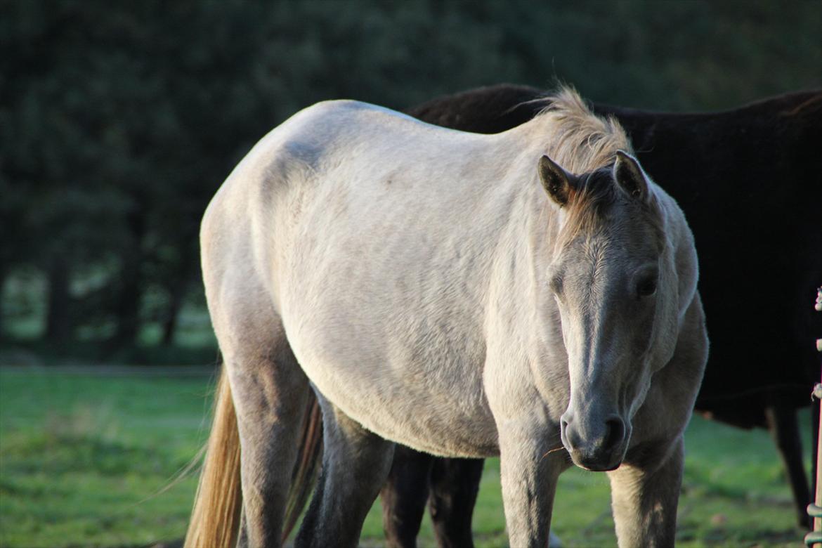 Arabisk fuldblod (OX) | Diemma <3 *Amy* - "Action may not always bring happiness; but there is no happiness without action. " haha. Foto: Mig billede 17