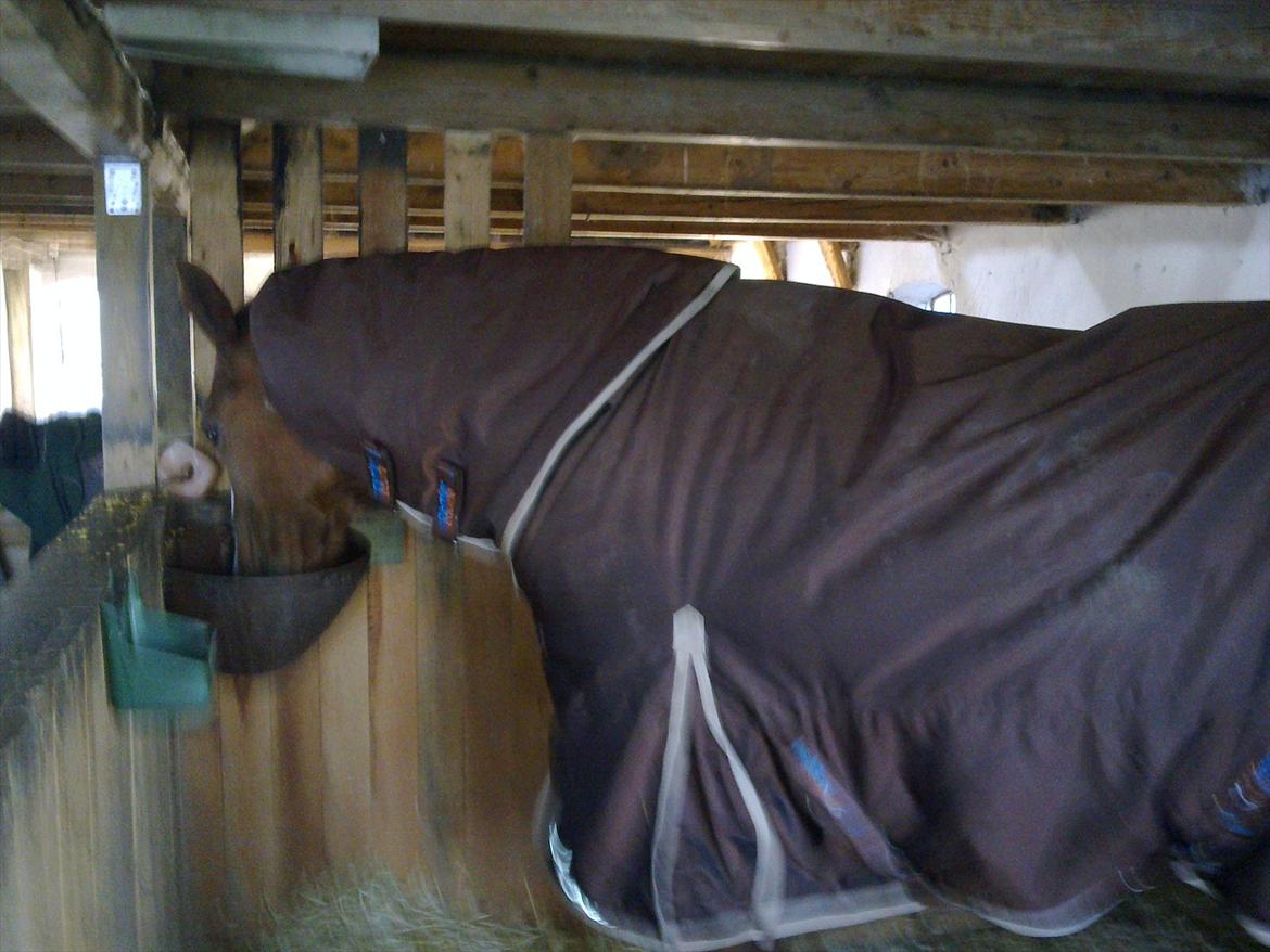 Dansk Varmblod Racing Star - star godt pakket ind så hun er klar til at komme på fold i frostvejr. billede 13