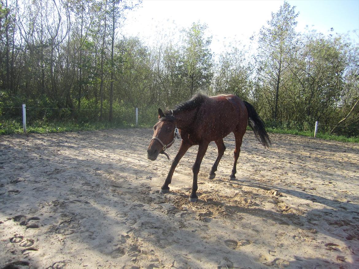 Pinto Moonstar - Det er båe dæjlig oh rul sej på rijebane:D
(NORDJYSK og betyder det er bare dejligt og rulle sig på ridebanen:D) billede 7