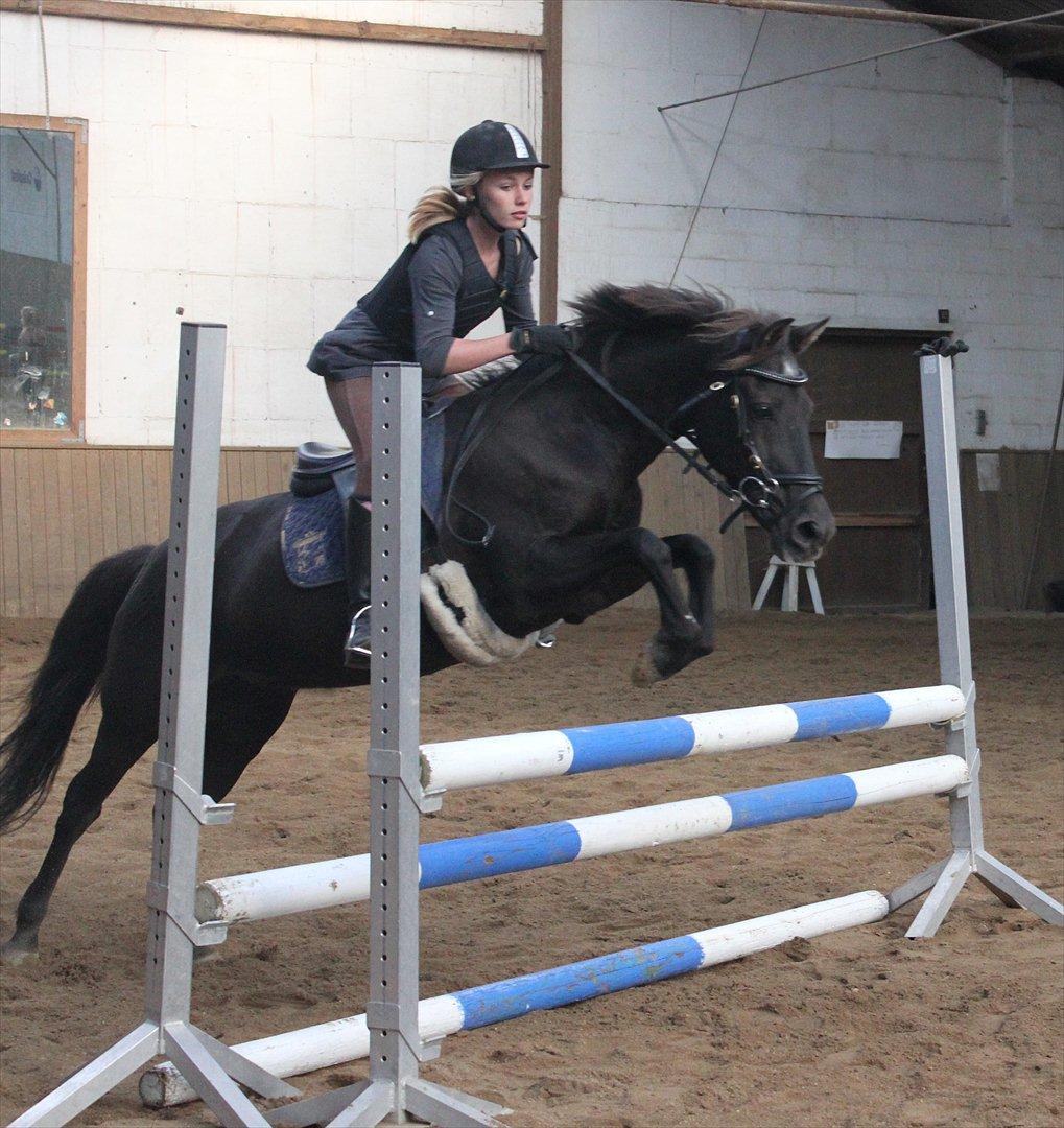 Anden særlig race Malou - Min super spring pony :D Foto: Sarah med Helenes kamera (: billede 4