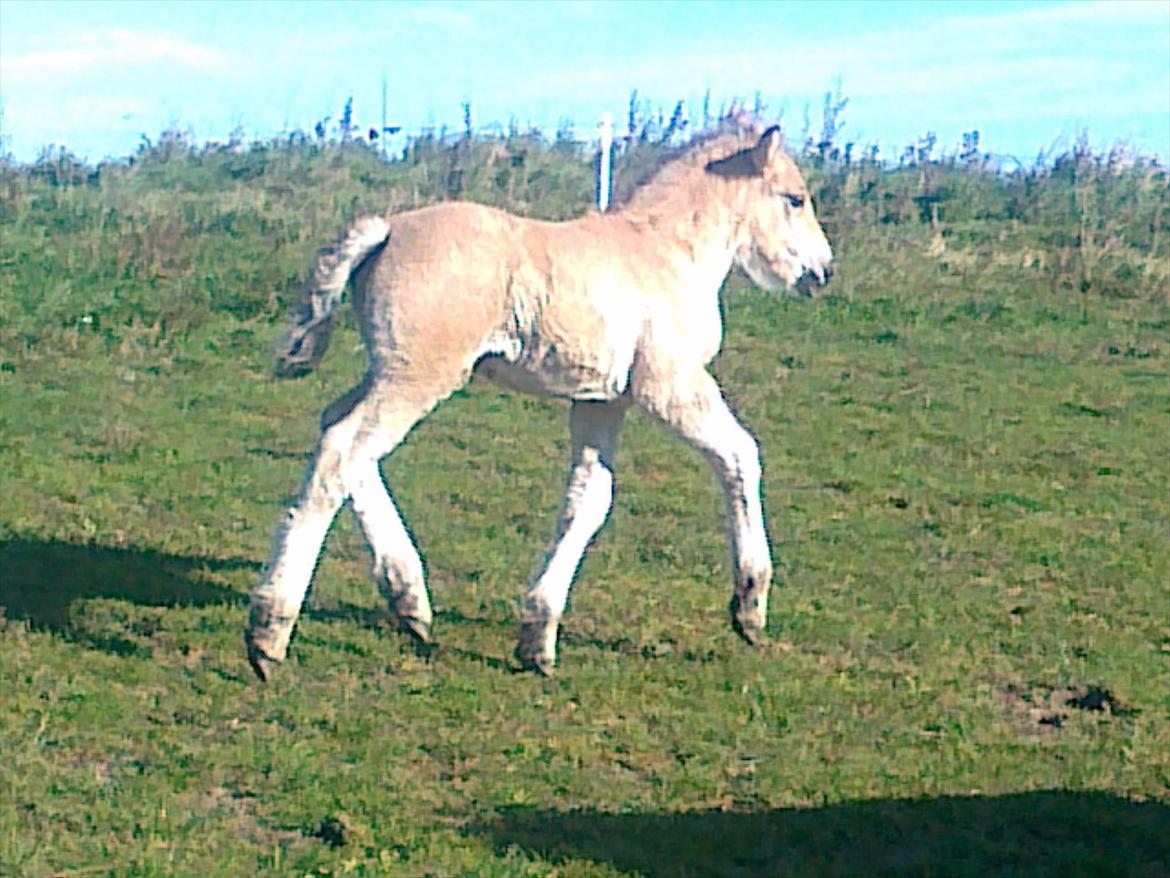 Anden særlig race dixie billede 17