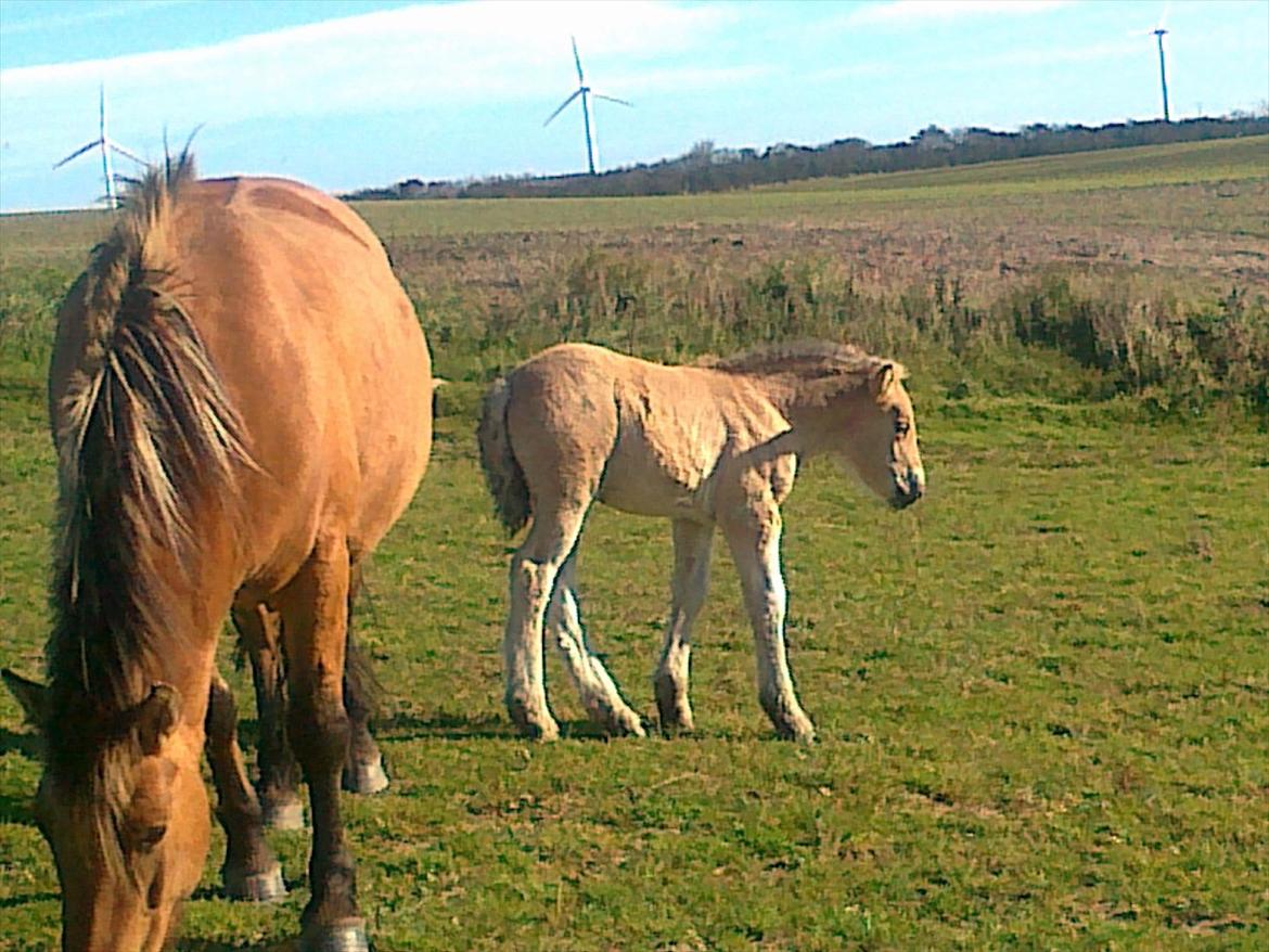 Anden særlig race dixie billede 18