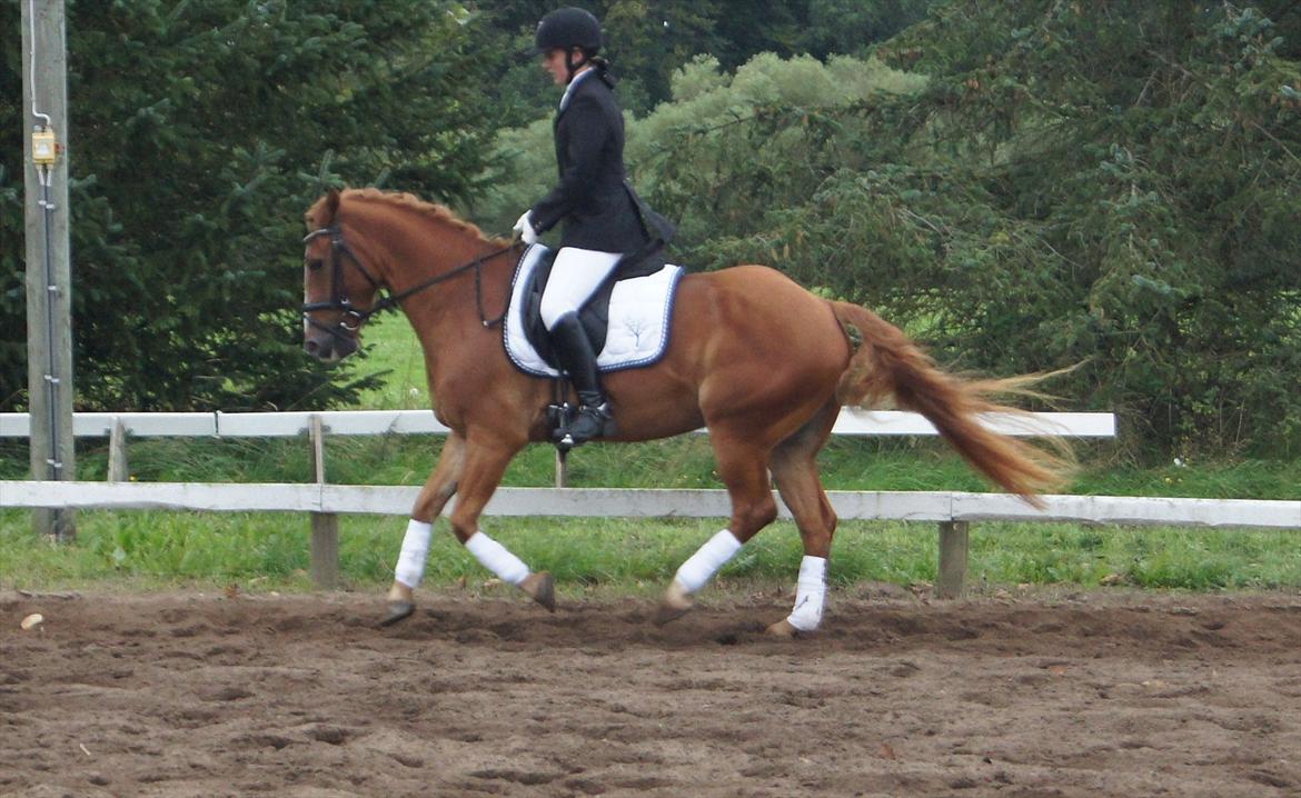 Anden særlig race Ning billede 15