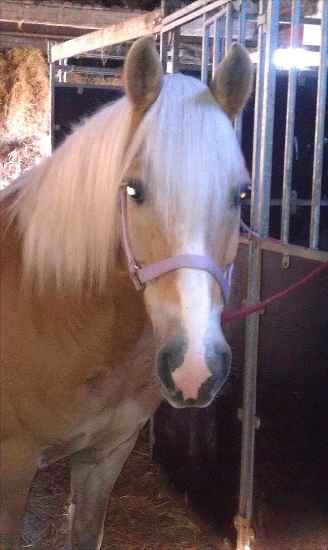 Haflinger Max billede 8