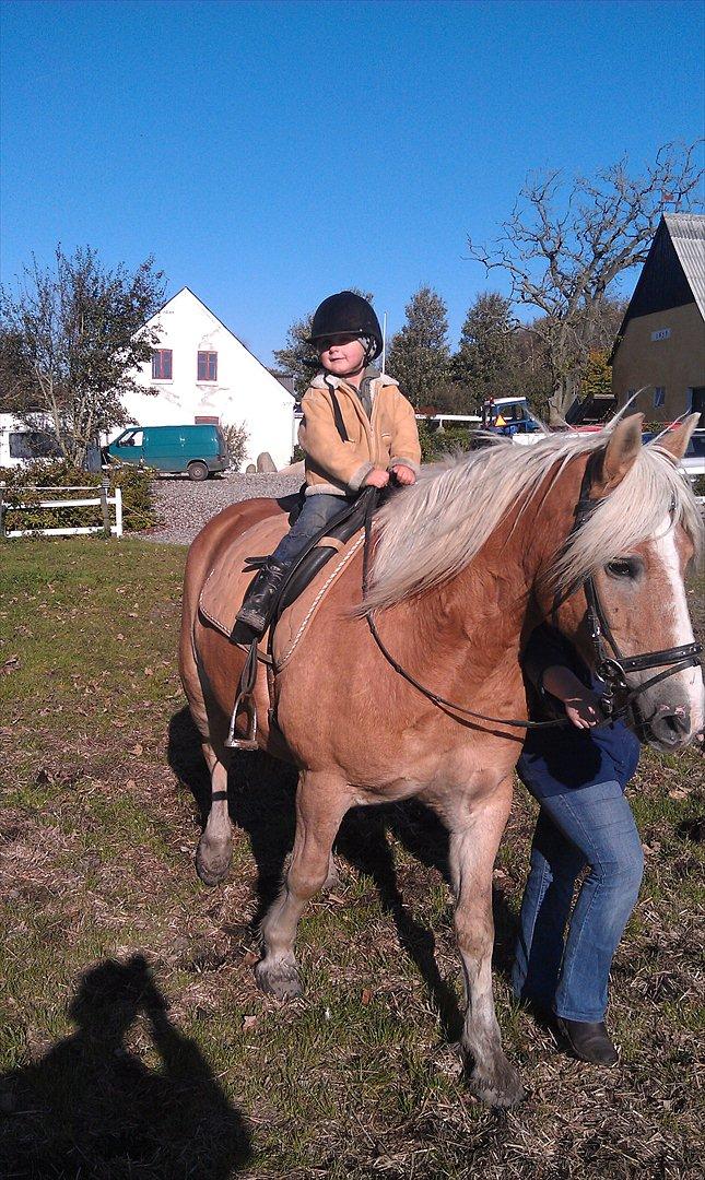 Haflinger Max billede 9