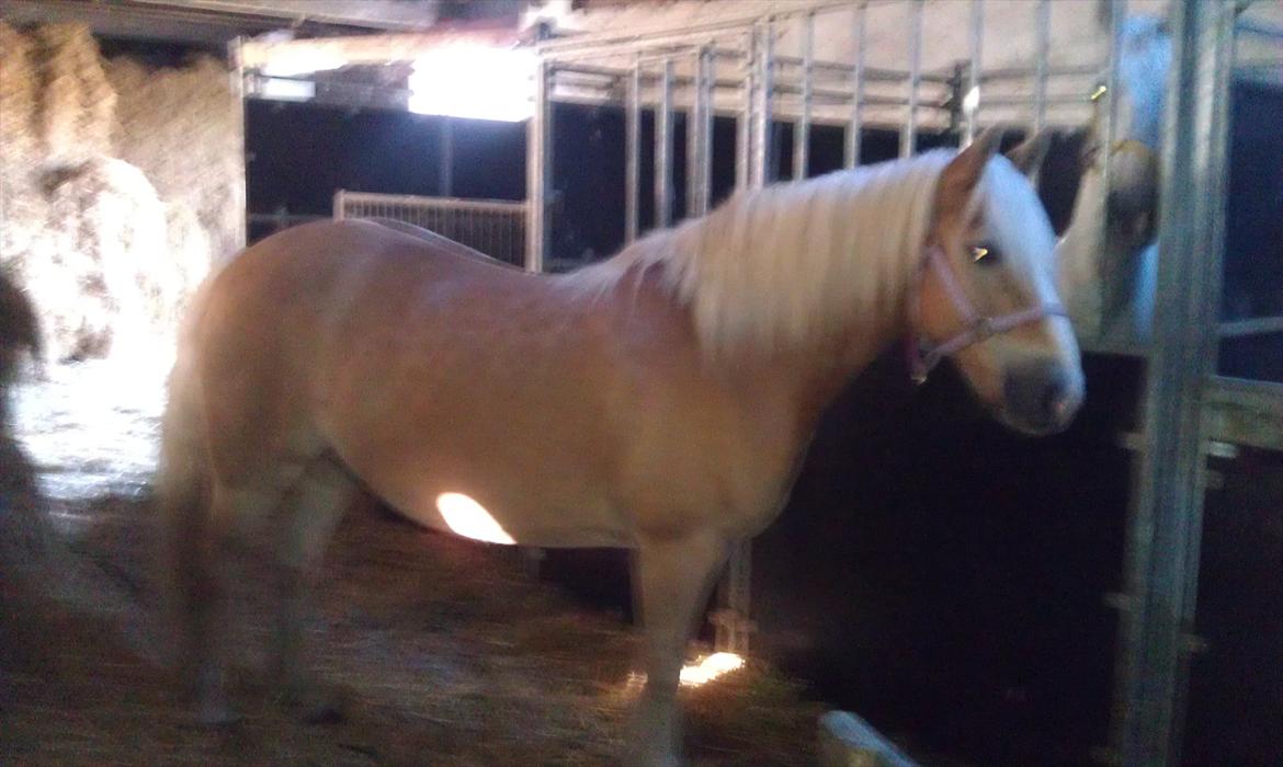 Haflinger Max billede 10