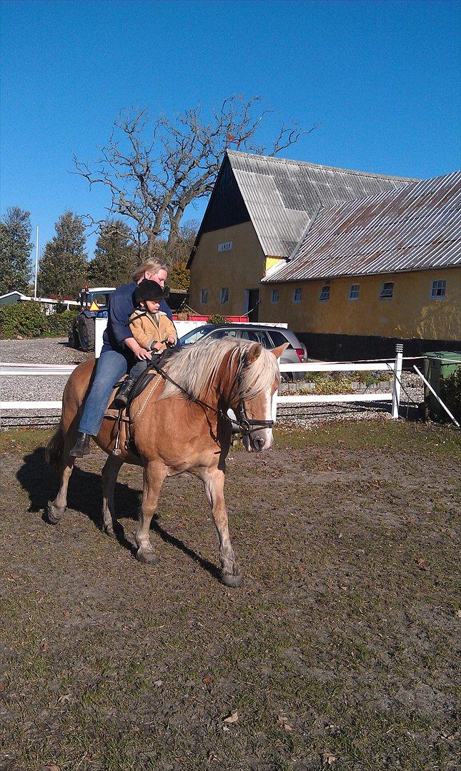 Haflinger Max billede 11