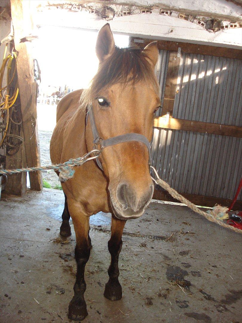 Anden særlig race  Kandis  billede 7