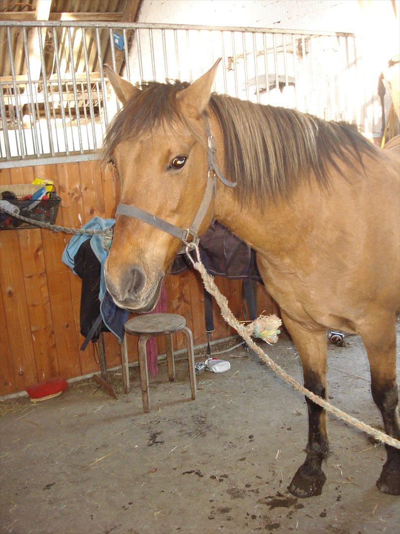 Anden særlig race  Kandis  billede 8