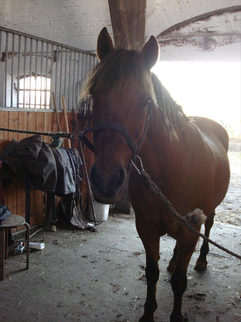 Anden særlig race  Kandis  billede 9