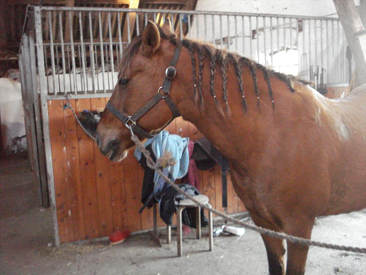 Anden særlig race  Kandis  billede 10