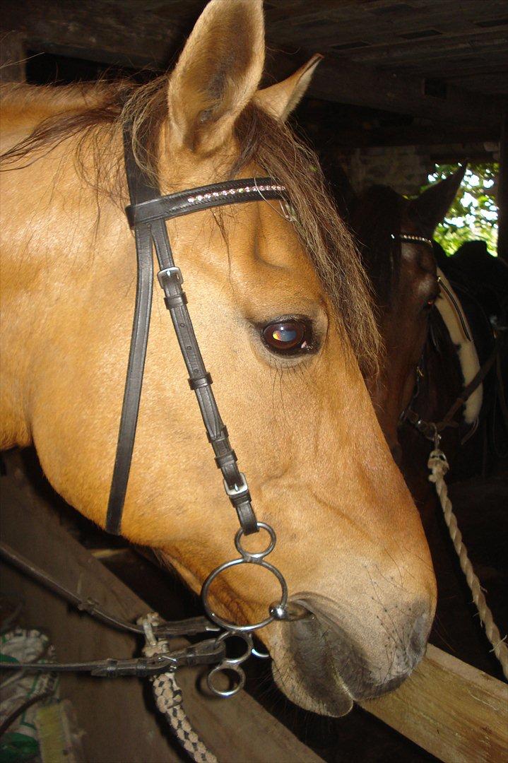 Anden særlig race Kandis billede 1