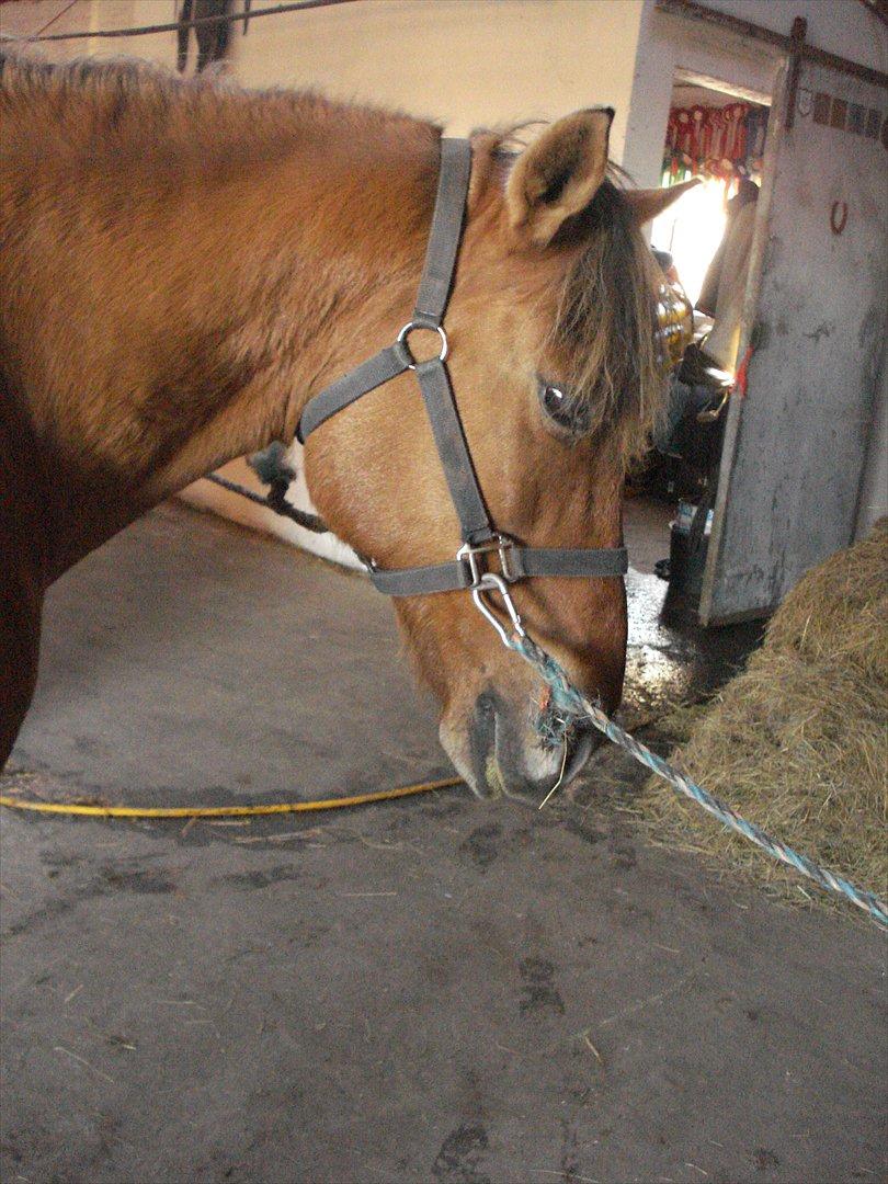 Anden særlig race  Kandis  billede 11