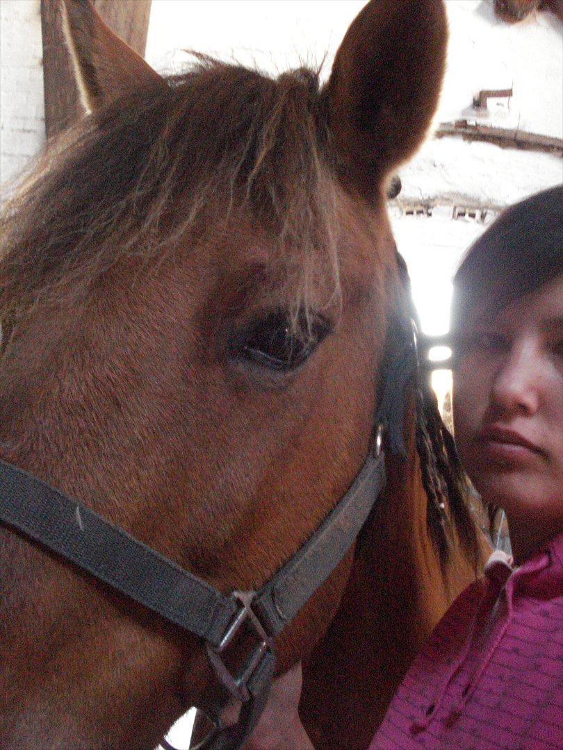 Anden særlig race  Kandis  billede 12