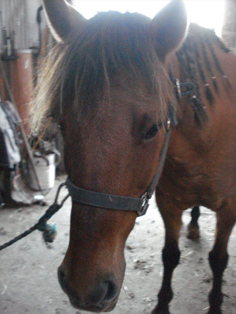 Anden særlig race  Kandis  billede 13