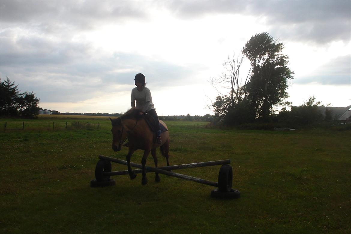 Anden særlig race Kandis billede 5