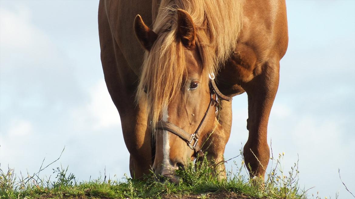 Anden særlig race Tilde (Tidl. hest) SOLGT - Holder lige øje fra højen af :o) (Tilde 11 år) billede 15