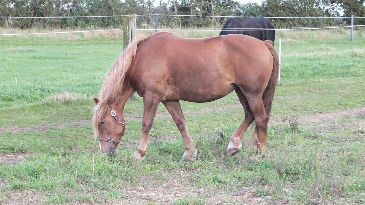 Anden særlig race Tilde (Tidl. hest) SOLGT - Var der nogen der sagde at jeg har en rund mave :o) (Tilde 11 år) billede 17