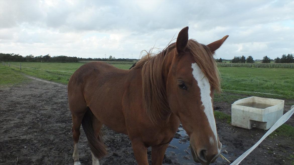 Anden særlig race First Trust (Tidl. hest) SOLGT - Ja, hun ligner så stadigvæk en plag. (3 ½  år) billede 16