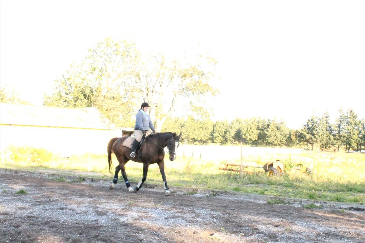 Dansk Varmblod Minelli Mosegård  billede 18