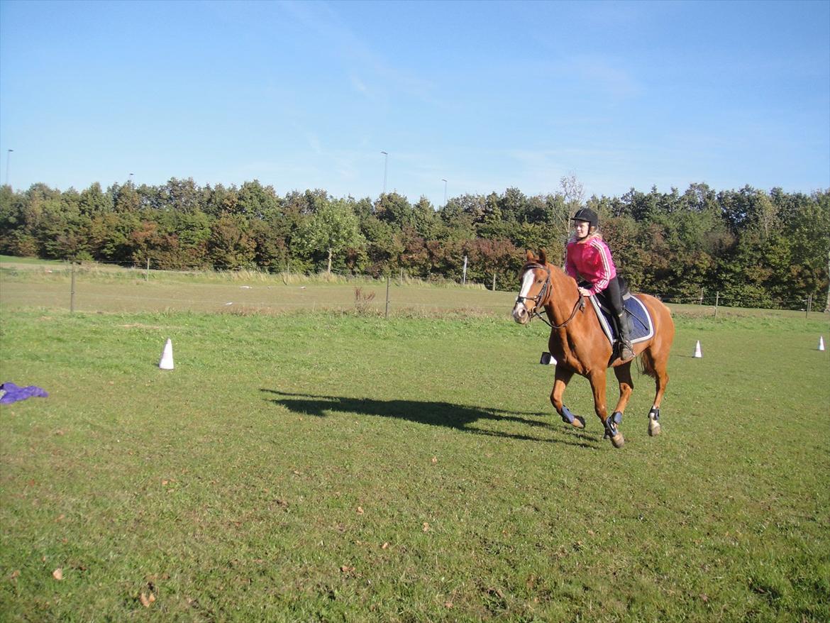 Anden særlig race Ravnsagergaards Torino - gallop :-) 
Foto: helena med mit kamera billede 9