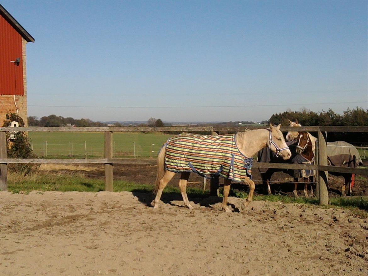 Palomino golden sunshine x solgt - 16-10-11
se lige min jeg e blevet en bojshe hest:-) billede 6