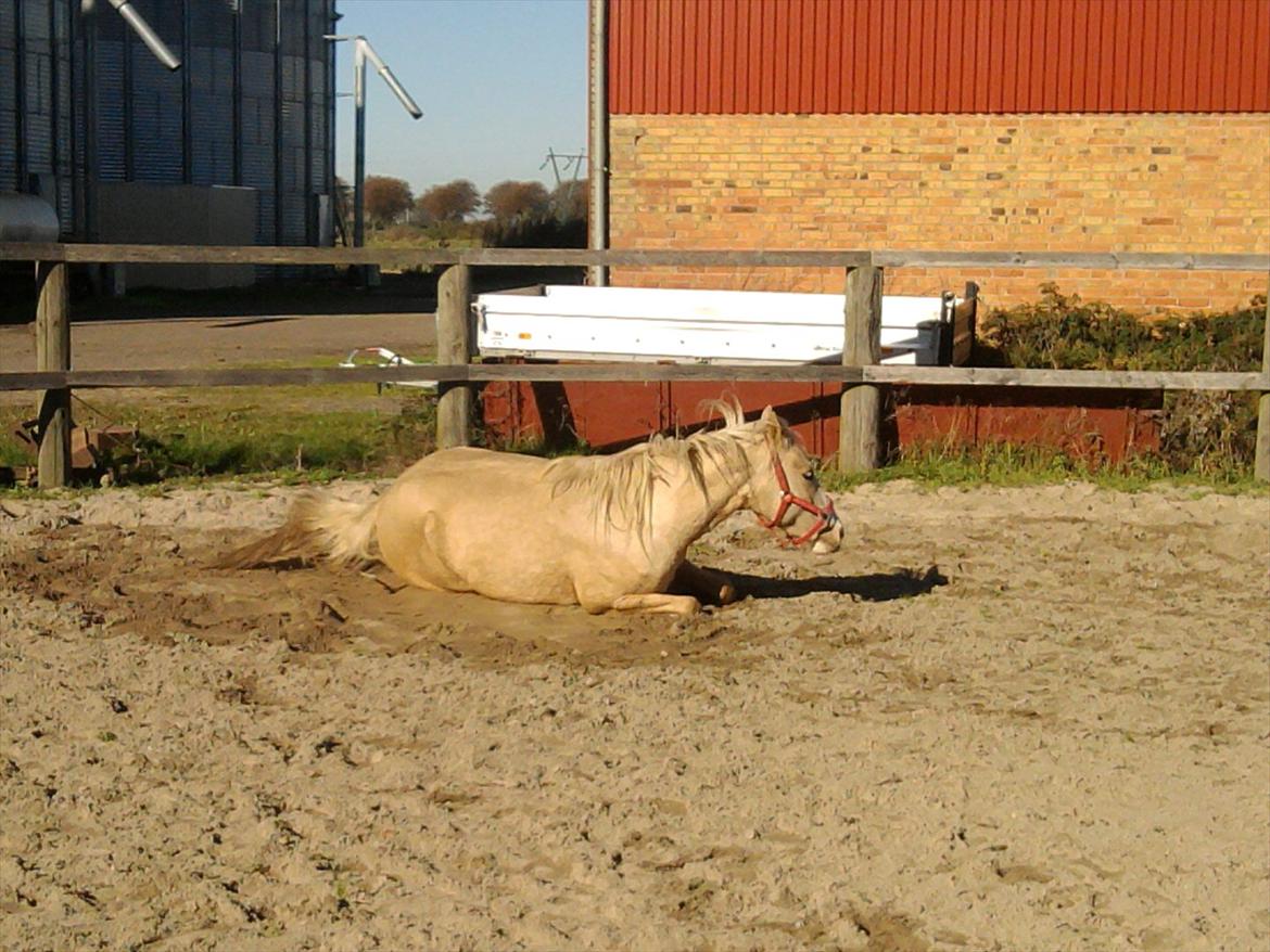 Palomino golden sunshine x solgt - 16-10-11
dejligt er lige blevet ordnet billede 4