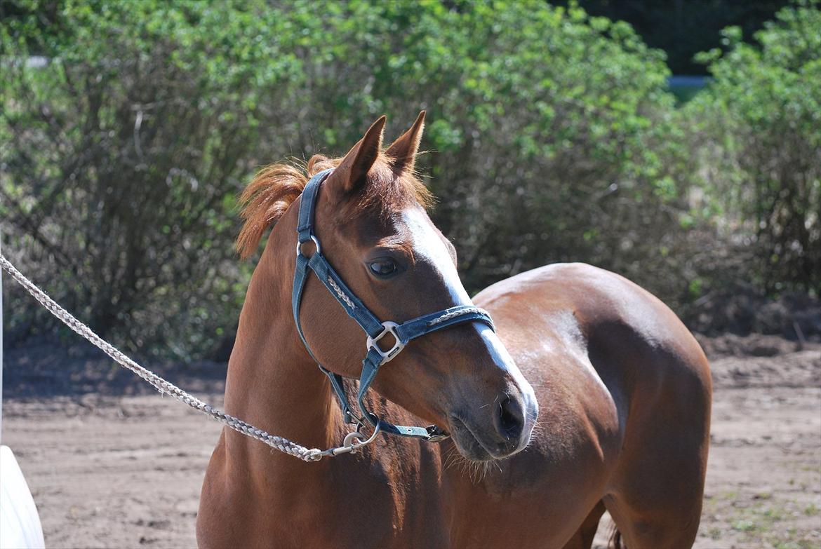 Welsh Pony af Cob-type (sec C) keizer´s little lady billede 17