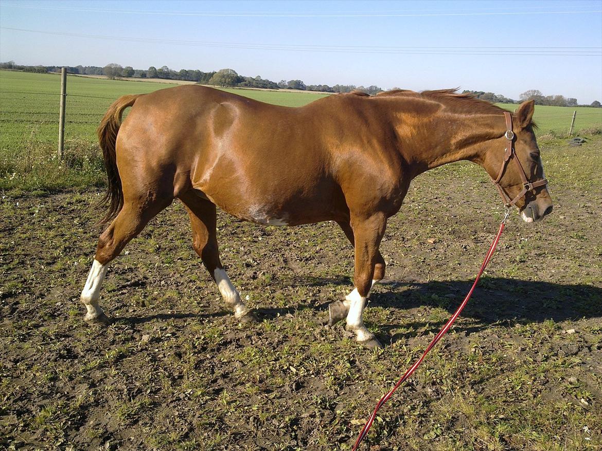 Dansk Varmblod Racing Star billede 14