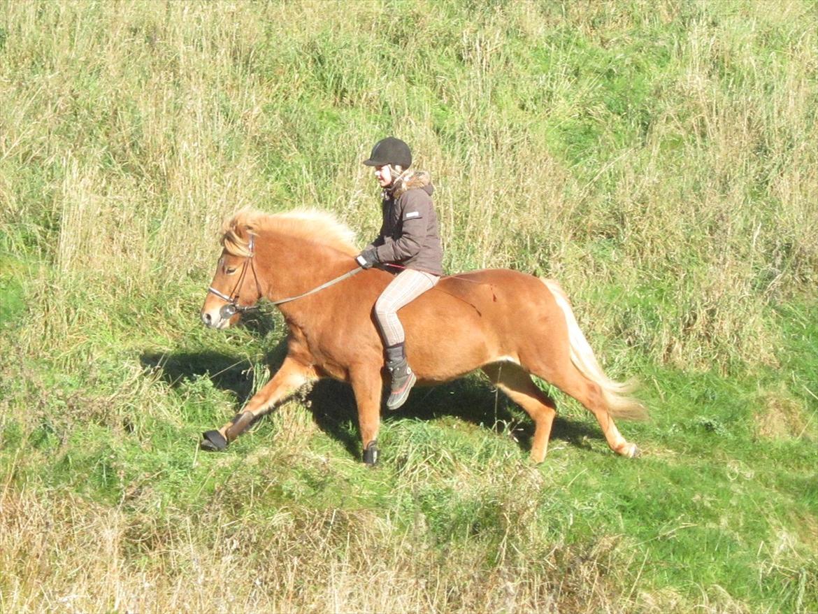 Islænder Gletta - Galop på kæmpe græsmark :-)
Taget den 16. oktober
Fotograf: Julie Zitthén Bregnhøj billede 14