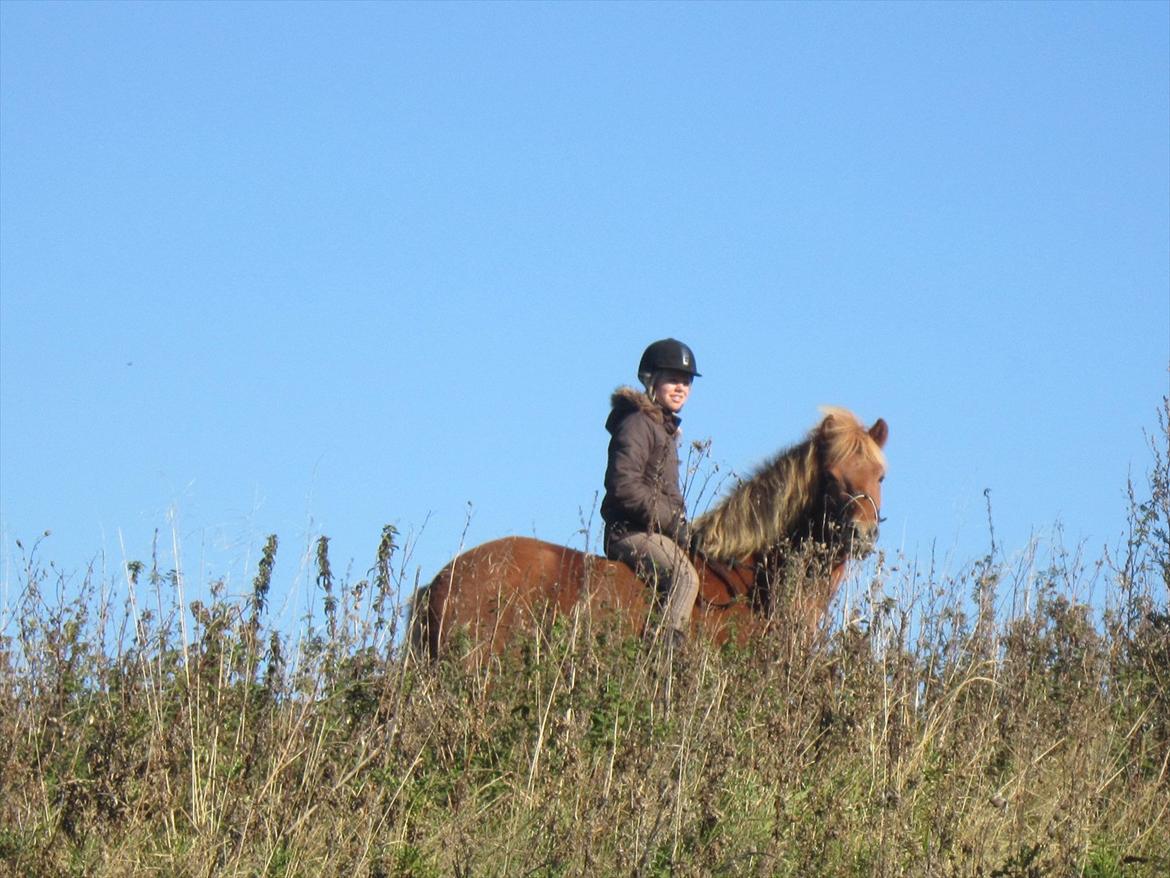 Islænder Gletta - Du er elsket Gletta <3
Taget den 16. oktober
Fotograf: Julie Zitthén Bregnhøj billede 9