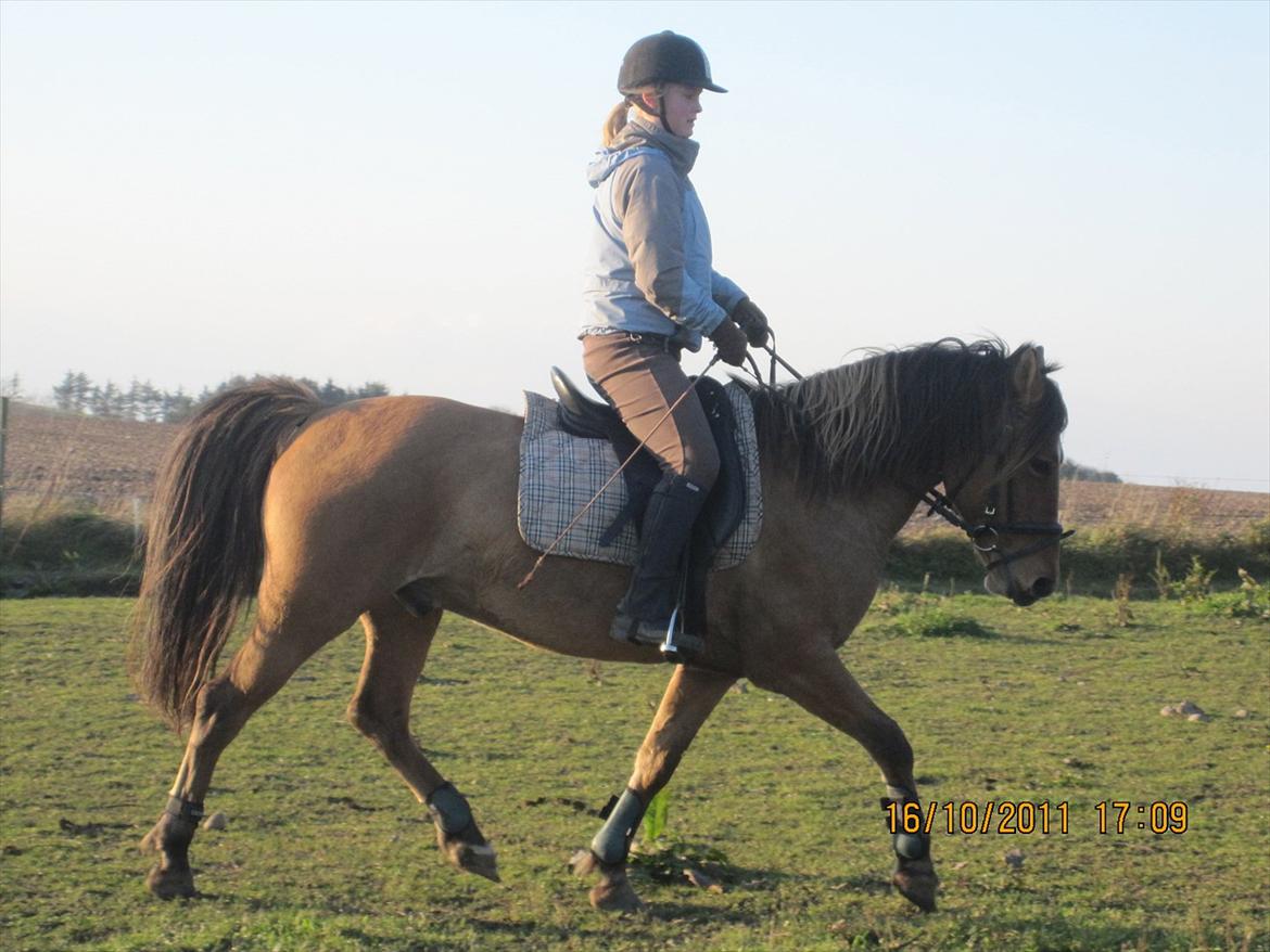 Anden særlig race Jolly - Lige et par ridebilleder, lang om længe d; jeg ved godt, at sadlen er gledet frem på ham.  billede 7