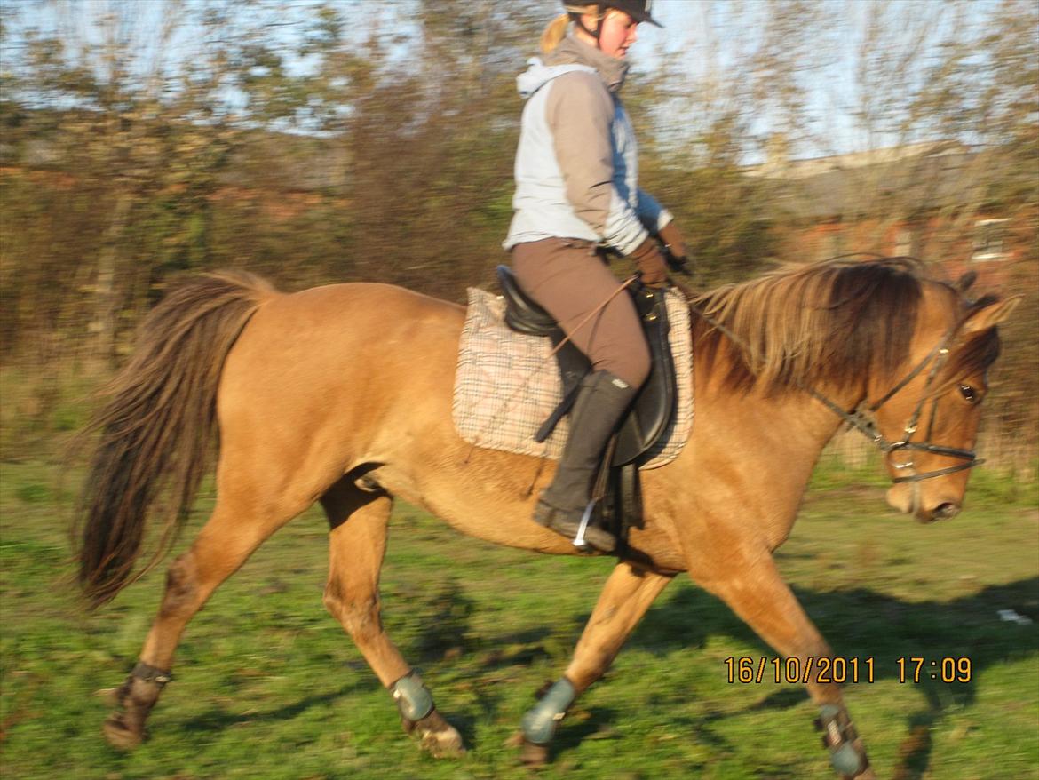 Anden særlig race Jolly billede 8