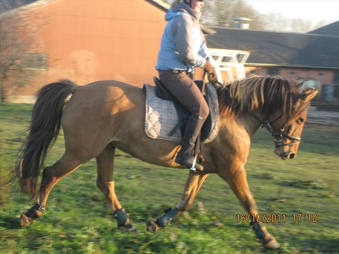 Anden særlig race Jolly billede 9