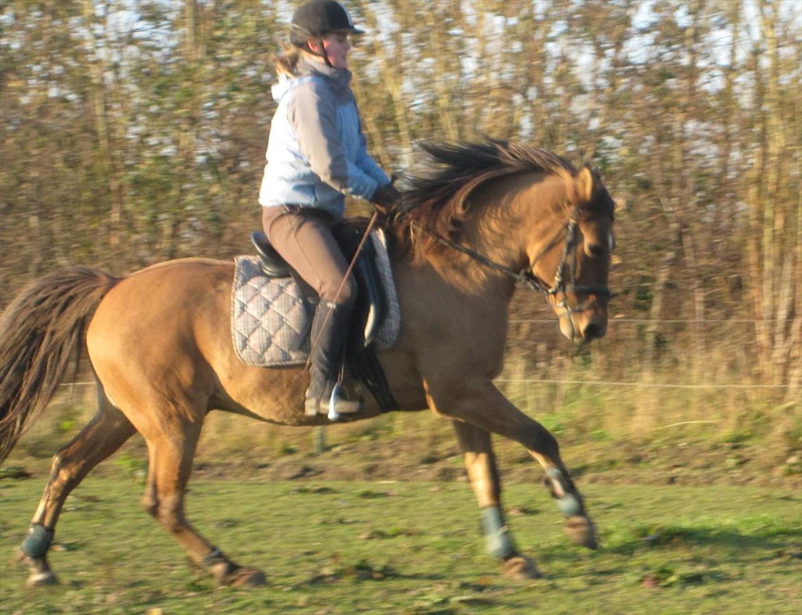 Anden særlig race Jolly billede 10