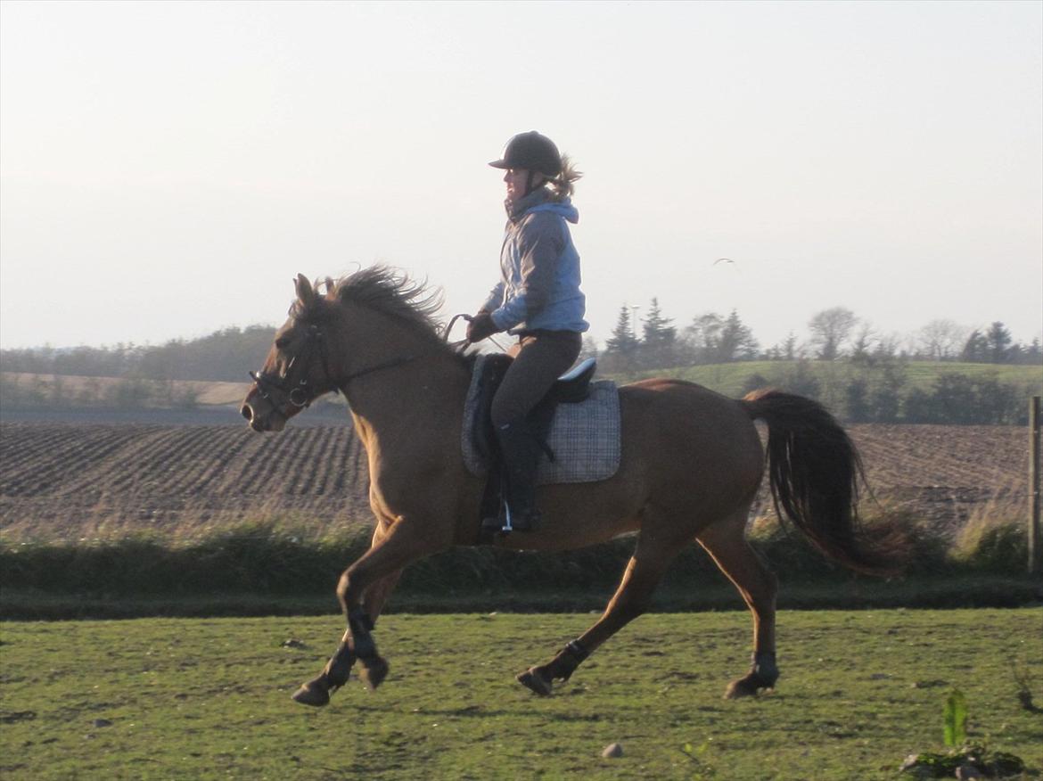 Anden særlig race Jolly - en lidt frisk Jolly d; billede 11