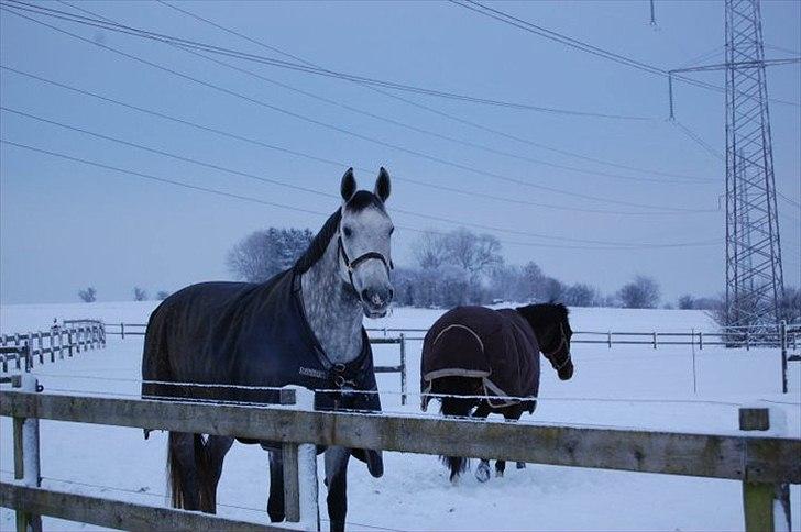 Dansk Varmblod In' Takt - Baby i sne!! Smukke dyr (Y) 
Foto: MIG  billede 3