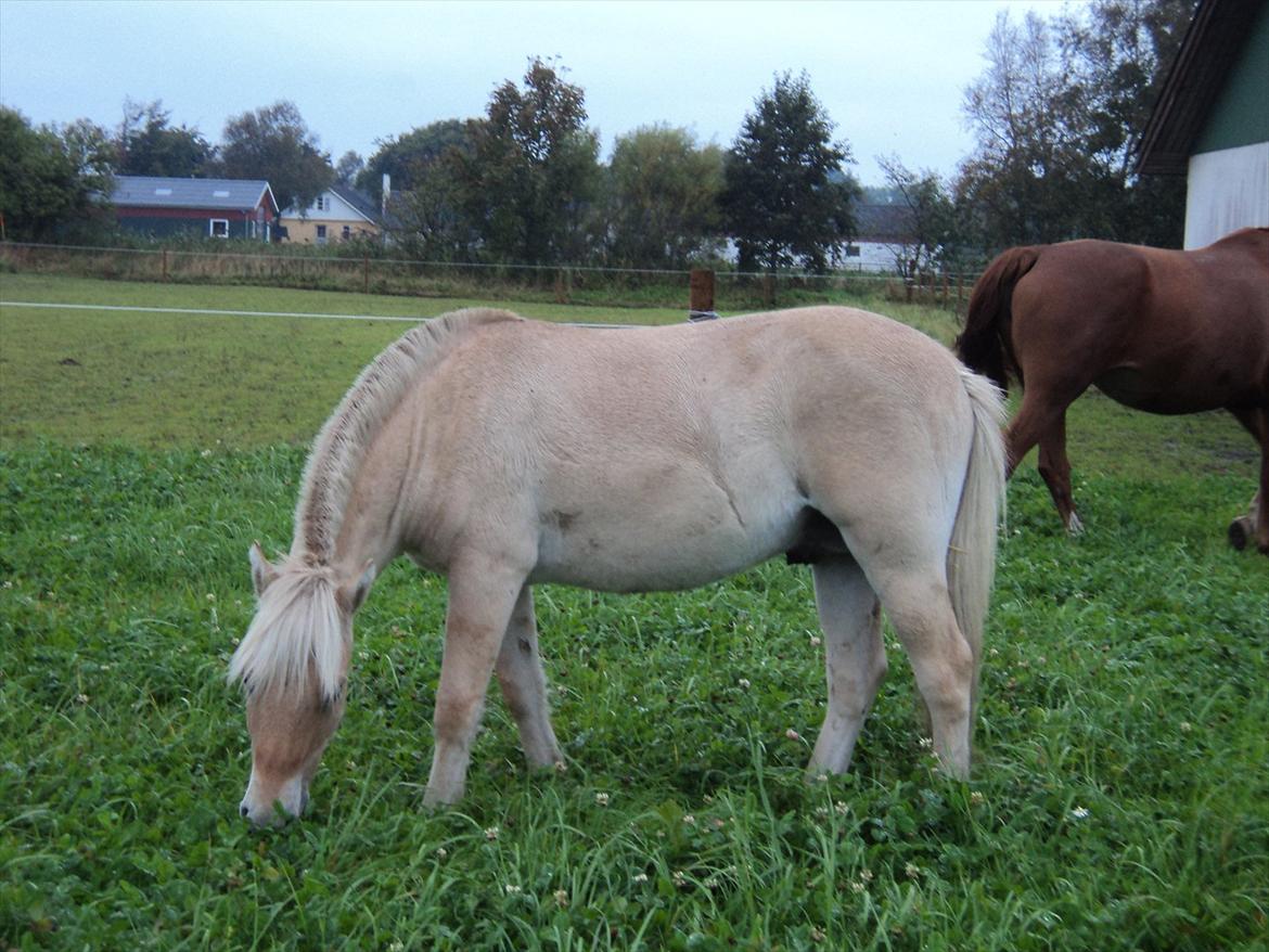 Fjordhest Hyllesteds ballade billede 7