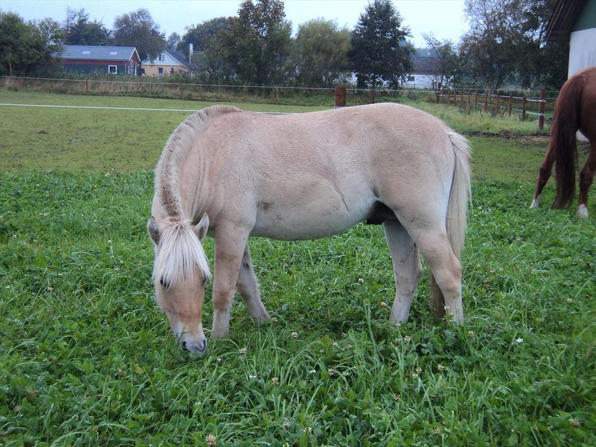 Fjordhest Hyllesteds ballade billede 8