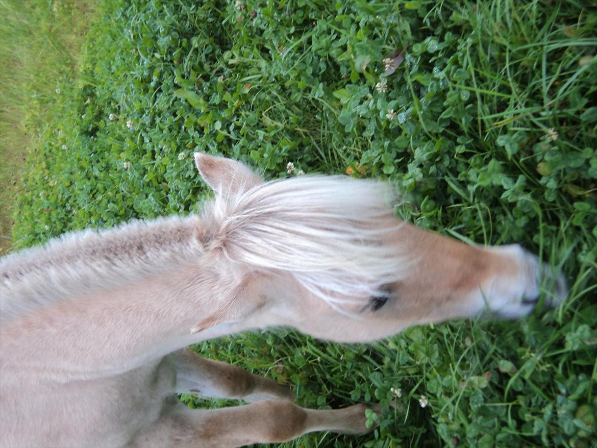 Fjordhest Hyllesteds ballade billede 9