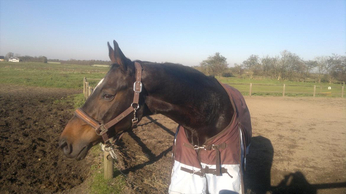 Dansk Varmblod Østergårds Chausette (tidligere hest) billede 1