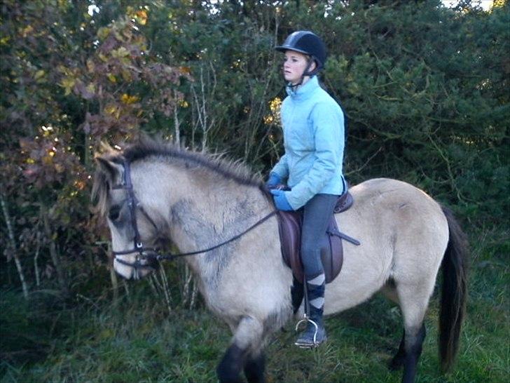 Islænder Olina billede 19