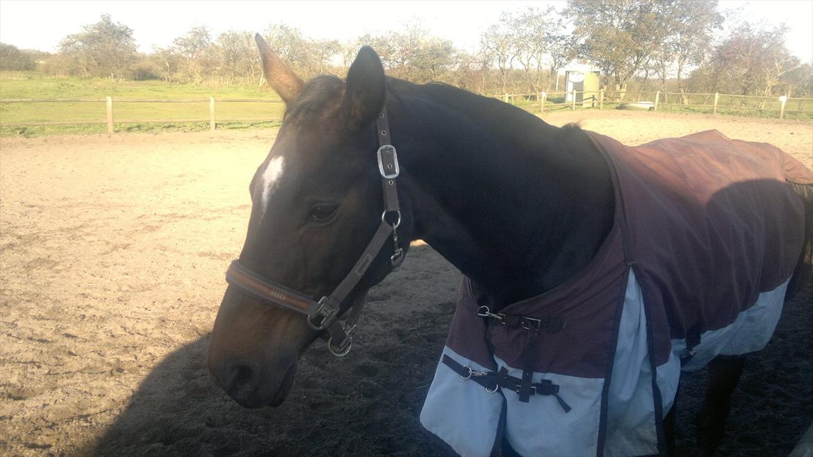 Dansk Varmblod Østergårds Chausette (tidligere hest) billede 2