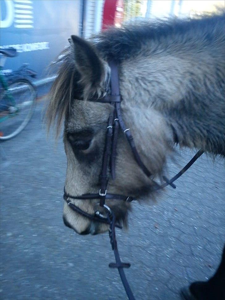 Islænder Olina billede 20