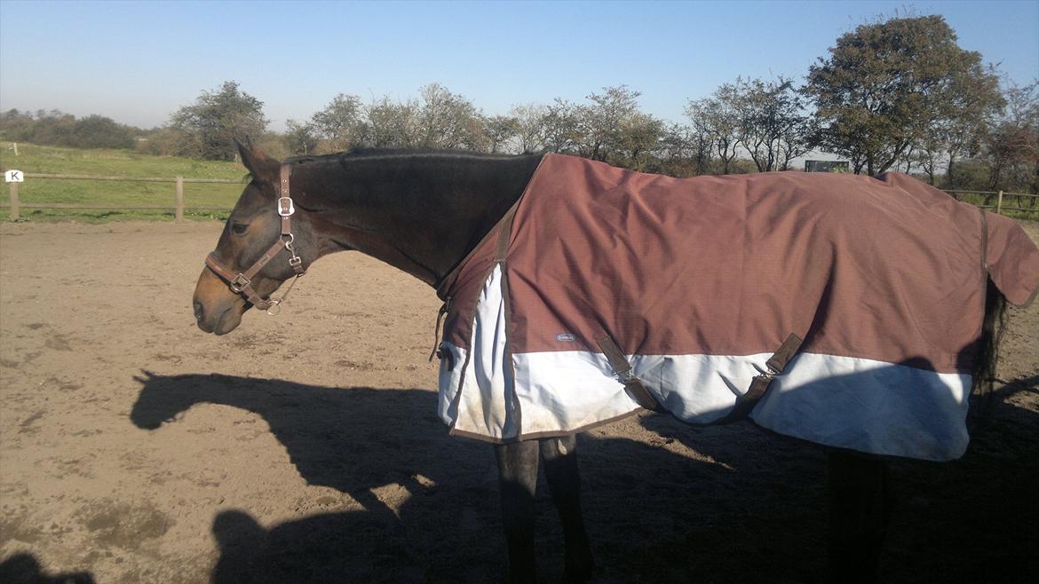 Dansk Varmblod Østergårds Chausette (tidligere hest) billede 3