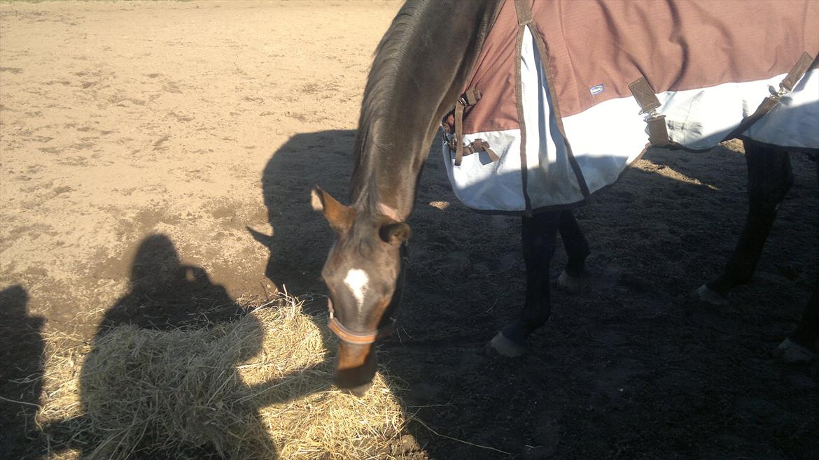 Dansk Varmblod Østergårds Chausette (tidligere hest) billede 4