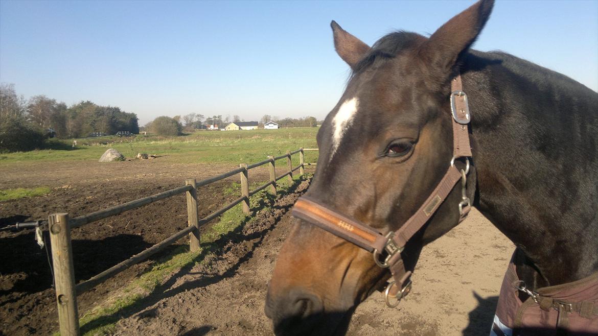 Dansk Varmblod Østergårds Chausette (tidligere hest) billede 5
