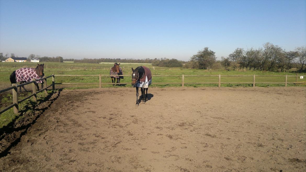 Dansk Varmblod Østergårds Chausette (tidligere hest) billede 6