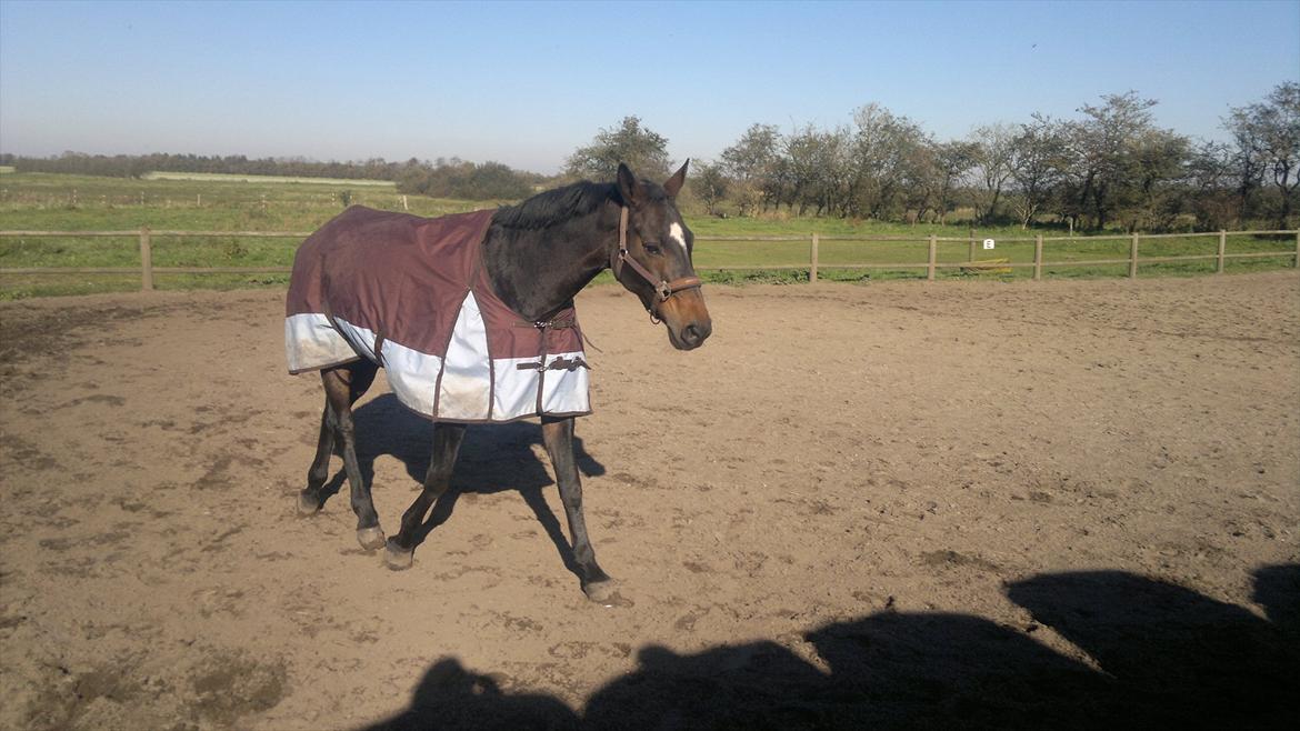 Dansk Varmblod Østergårds Chausette (tidligere hest) billede 7